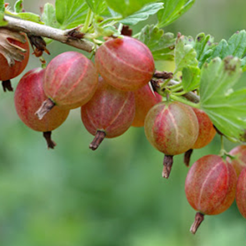 Gooseberry plants are commonly found in Lassen National Park.