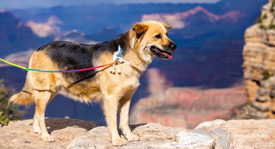 A Pet-Friendly Guide to Explore the Grand Canyon | Explore Better