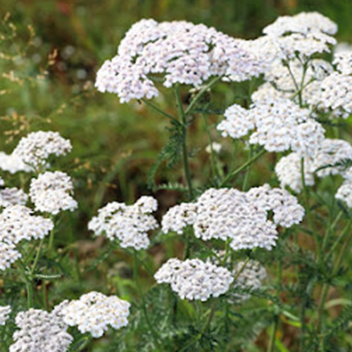 The yarrow plant can be found in Sequoia and Kings Canyon National Parks.