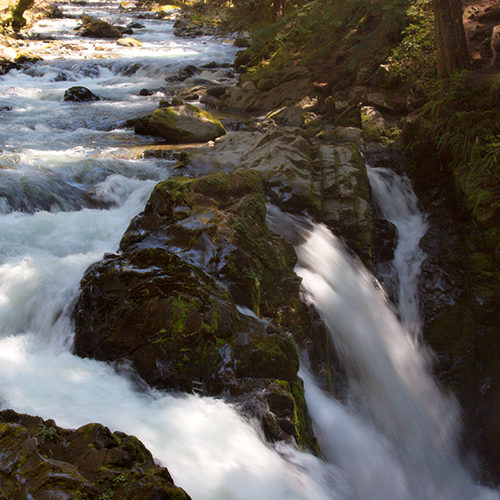 The Sol Duc River is an important waterway for coho salmon. They travel through its rocky and narrow waters into lakes in the surrounding mountains.