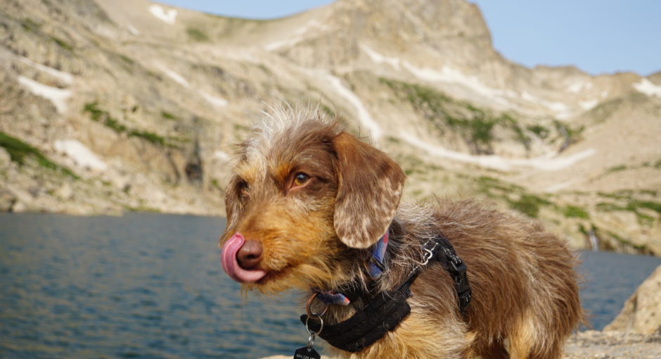 Looking for a pet-friendly hike near Estes Park? Blue Lake in Brainard Lake Recreation Area is the perfect spot for you and your pup.