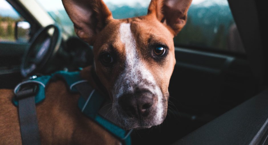 Driving along Trail Ridge Road and stopping at paved pullouts is an easy, pet-friendly option within Rocky Mountain National Park.