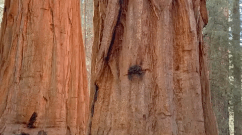 Giant Sequoia trees are the largest, oldest, and most resilient trees in the US. The General Sherman Tree is the world's largest tree, at 275 feet tall, and over 36 feet in diameter.