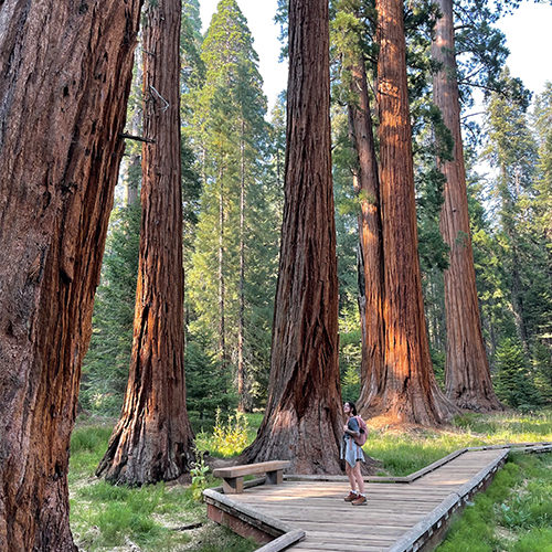 For an easy afternoon stroll through a giant sequoia grove, take the Big Trees Trail. This trail is a boardwalk and is highly accessible for all.