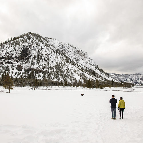 Wildlife is abundant in the winter in Yellowstone—especially bison! Don't forget to stay at least 25 yards away when outside of a vehicle.